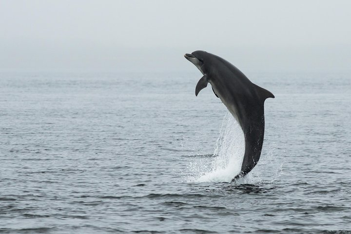 Black Isle Dolphins